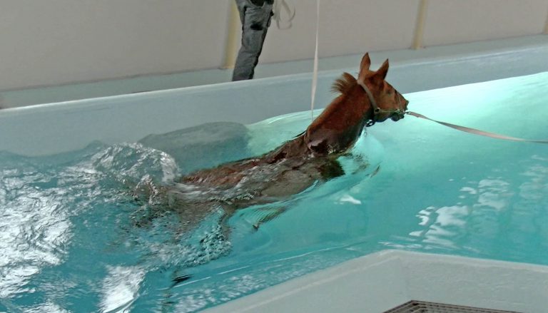 Cheval dans une piscine
