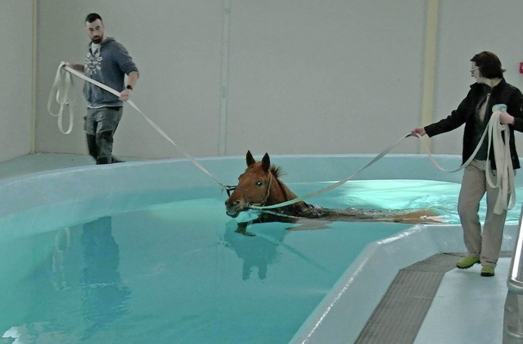 Piscine pour le cheval